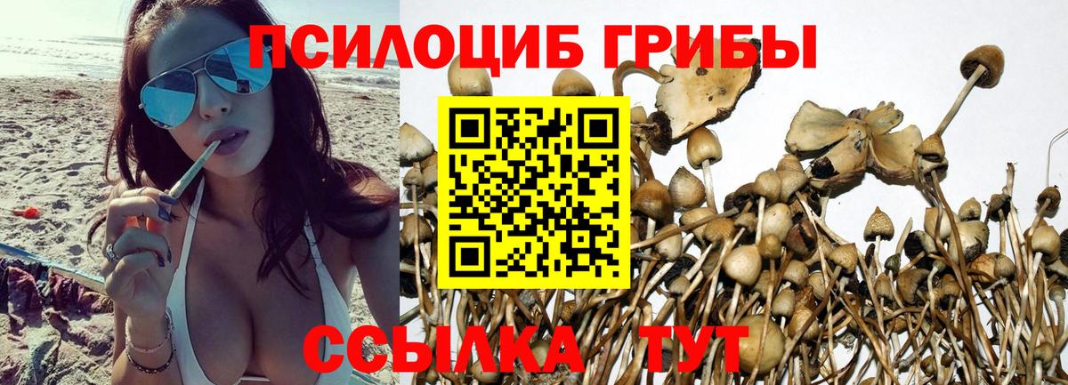 Псилоцибиновые грибы Psilocybine cubensis Дивногорск